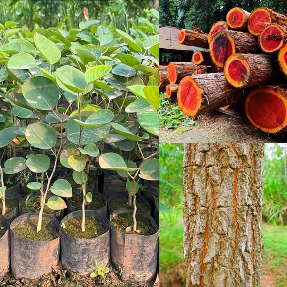 Sandalwood Nursery