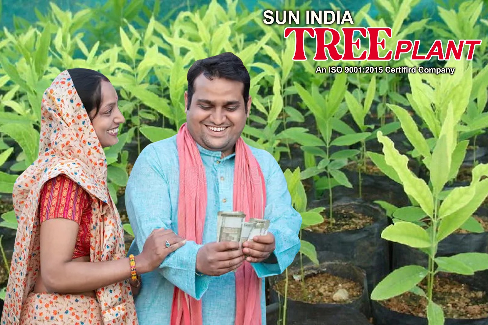 Premium Sandalwood Saplings